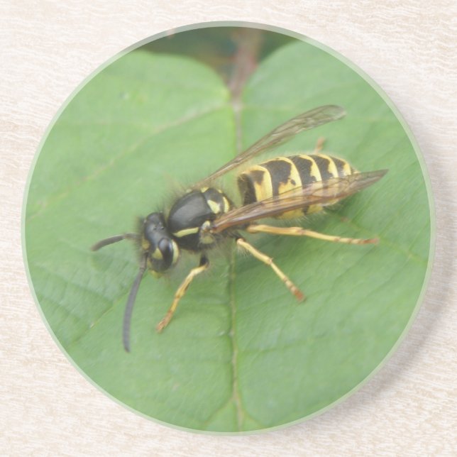 Hoverfly em uma Porta copos Folha (Frente)