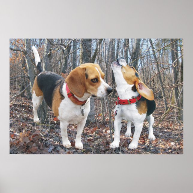 Howling Beagle & Beagle Buddy em Woods Poster (Frente)