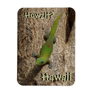 Howzit Hawaii gecko - íman tropical