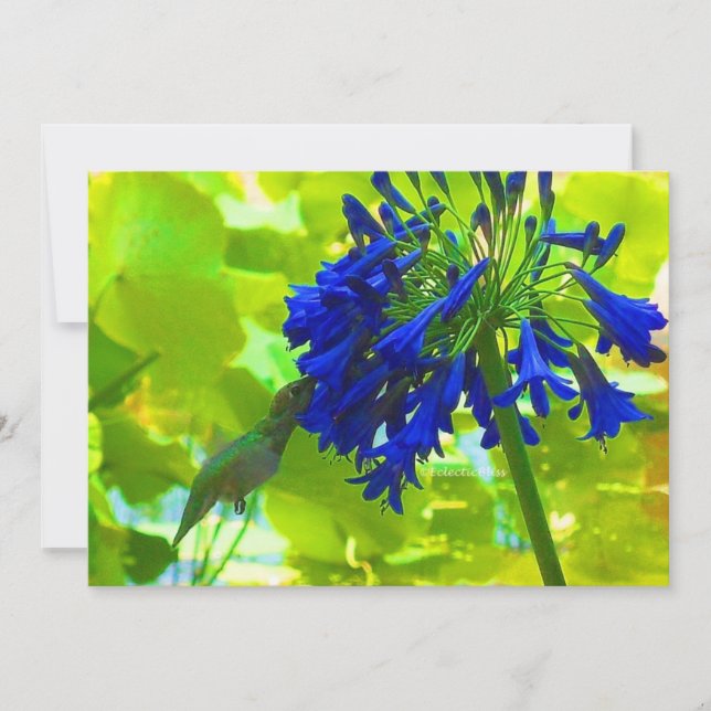 Hummingbird (Frente)