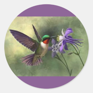 Hummingbird alimentando-se com um adesivo de sangu
