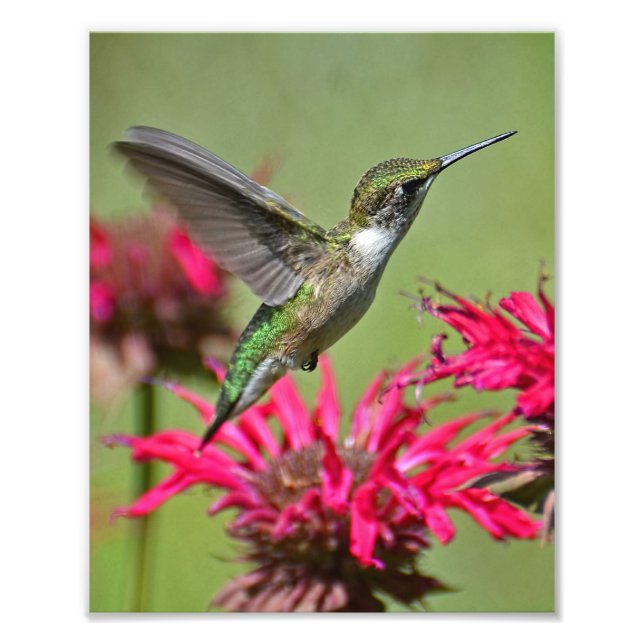 Hummingbird Fotografia Impressão Impressão (Frente)
