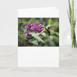 Hummingbird Moth, cartão