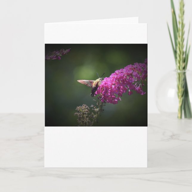 Hummingbird Moth, cartão (Frente)