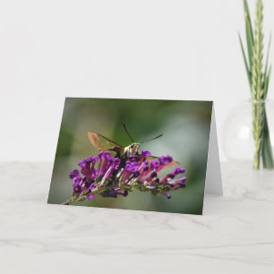 Hummingbird Moth, cartão