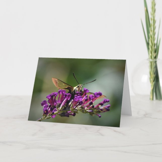Hummingbird Moth, cartão (Frente)