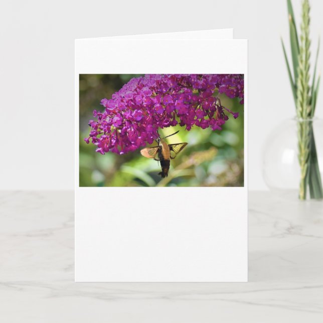 Hummingbird Moth, cartão (Frente)