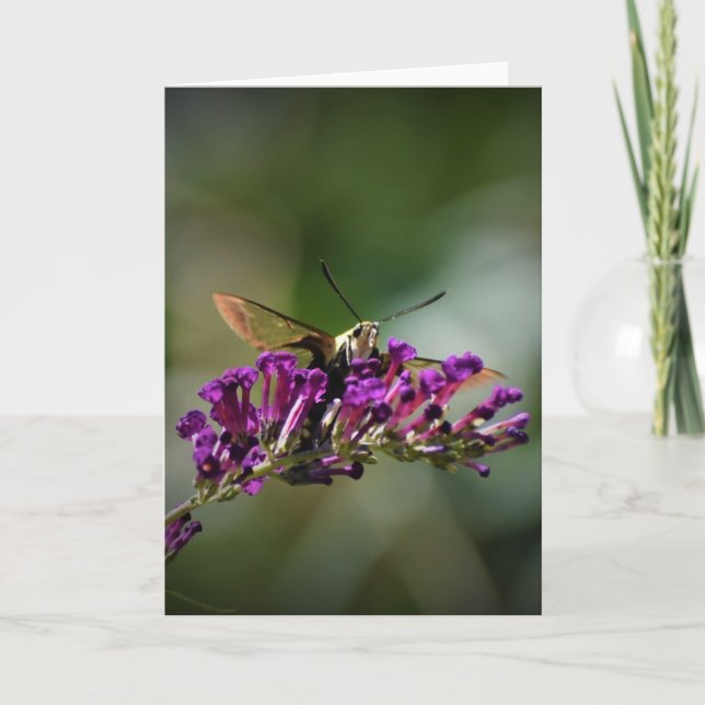 Hummingbird Moth, cartão (Frente)