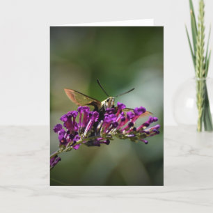 Hummingbird Moth, cartão