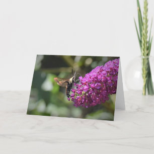 Hummingbird Moth, cartão