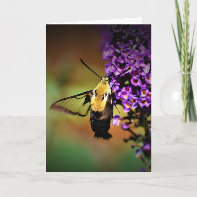 Hummingbird Moth, cartão (Frente)