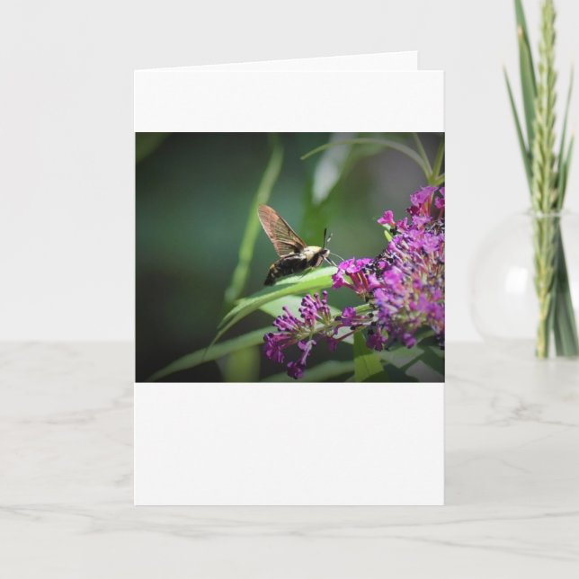 Hummingbird Moth, cartão (Frente)