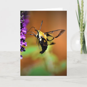 Hummingbird Moth, cartão