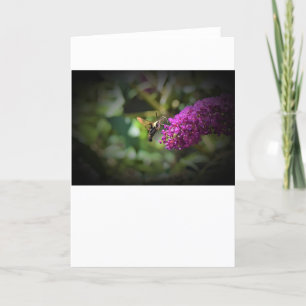 Hummingbird Moth, cartão