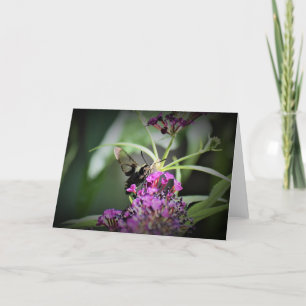 Hummingbird Moth, cartão