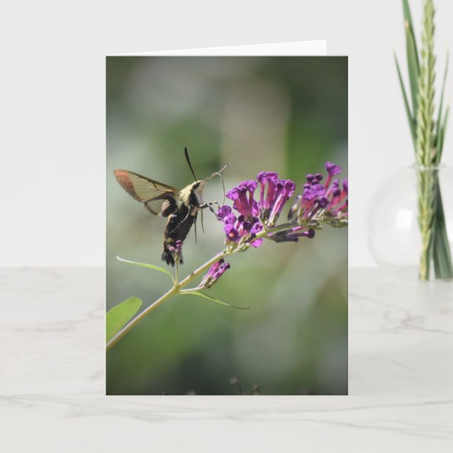 Hummingbird Moth, cartão (Frente)