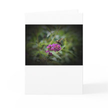 Hummingbird Moth, cartão