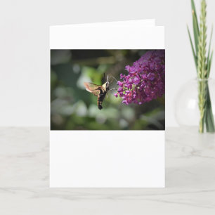 Hummingbird Moth, cartão