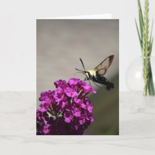 Hummingbird Moth, cartão