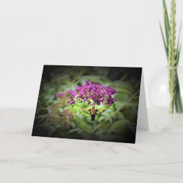 Hummingbird Moth, cartão