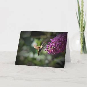 Hummingbird Moth, cartão