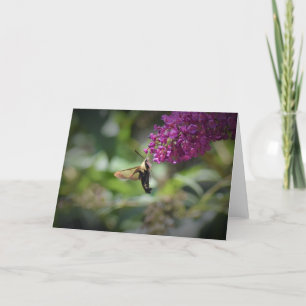 Hummingbird Moth, cartão
