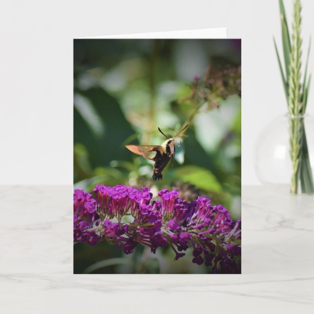 Hummingbird Moth, cartão (Frente)