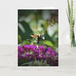 Hummingbird Moth, cartão