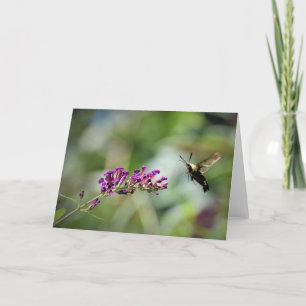 Hummingbird Moth, cartão