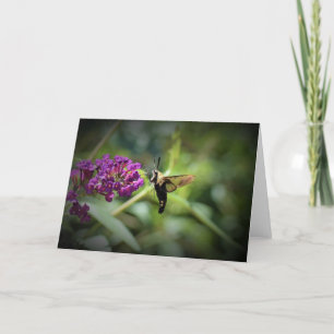 Hummingbird Moth, cartão