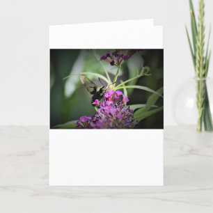 Hummingbird Moth, cartão