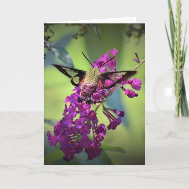 Hummingbird Moth, cartão (Frente)