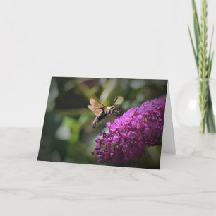 Hummingbird Moth, cartão