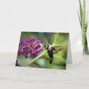 Hummingbird Moth, cartão