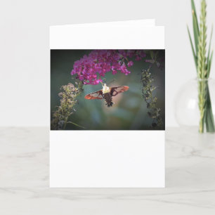 Hummingbird Moth, cartão
