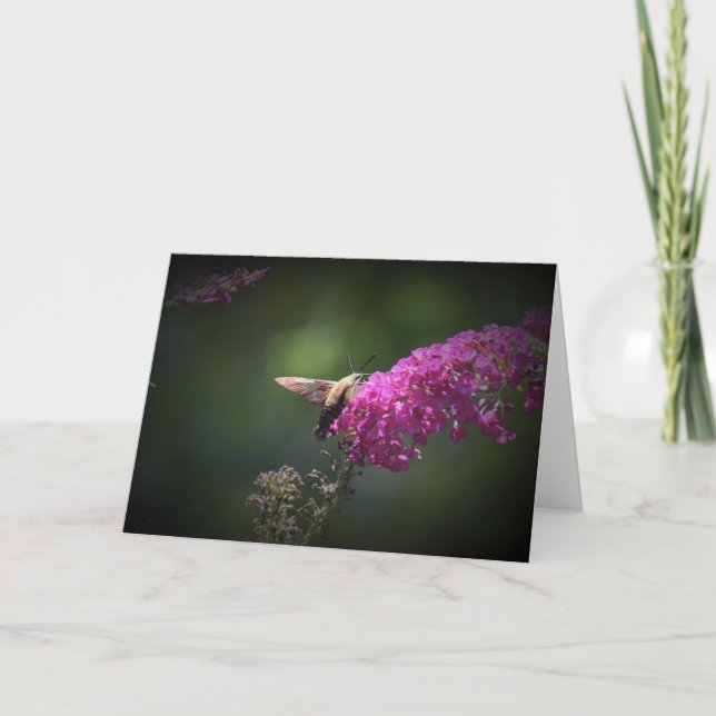 Hummingbird Moth, cartão (Frente)