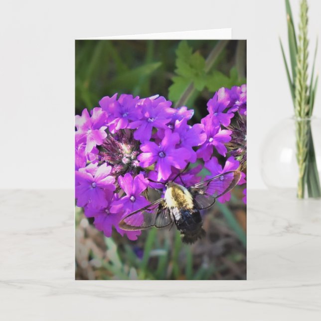 Hummingbird Moth & Verbena, cartão (Frente)