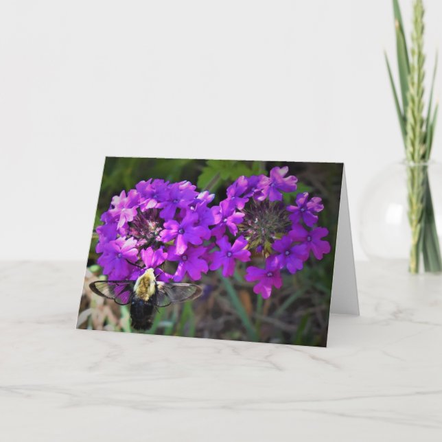 Hummingbird Moth & Verbena, cartão (Frente)