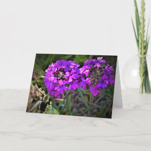 Hummingbird Moth & Verbena, cartão