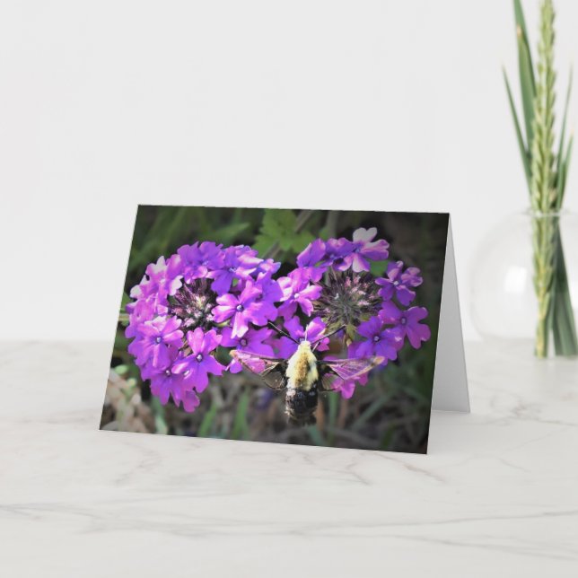 Hummingbird Moth & Verbena, cartão (Frente)