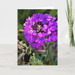 Hummingbird Moth & Verbena, cartão