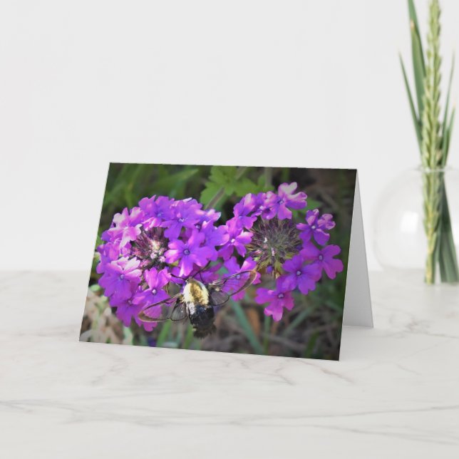 Hummingbird Moth & Verbena, cartão (Frente)