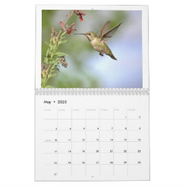 Hummingbird na Califórnia 2024 Calendário