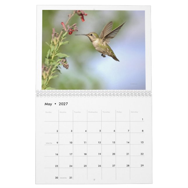 Hummingbird na Califórnia 2024 Calendário (Maio 2027)