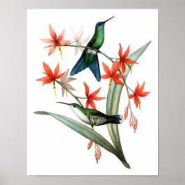 Hummingbird No.12, Poster de aves antigas.