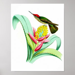 Hummingbird No.7, Poster de aves antigas.