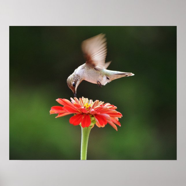 Hummingbird pairando sobre uma Poster de Arte Flor (Frente)