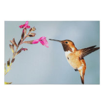 Hummingbird selvagem na natureza