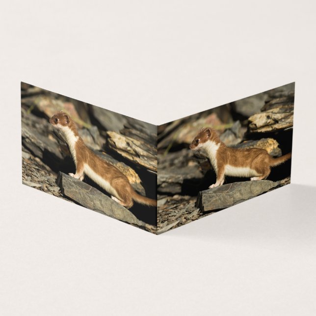 Hunting Weasel (Exterior)