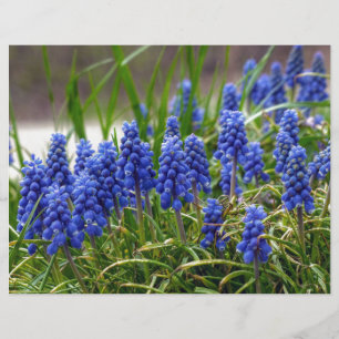 Hyacinth Grape